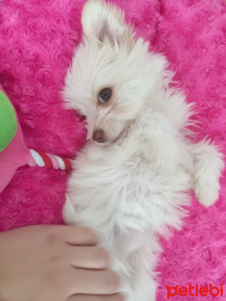 Maltese, Köpek  Lili fotoğrafı