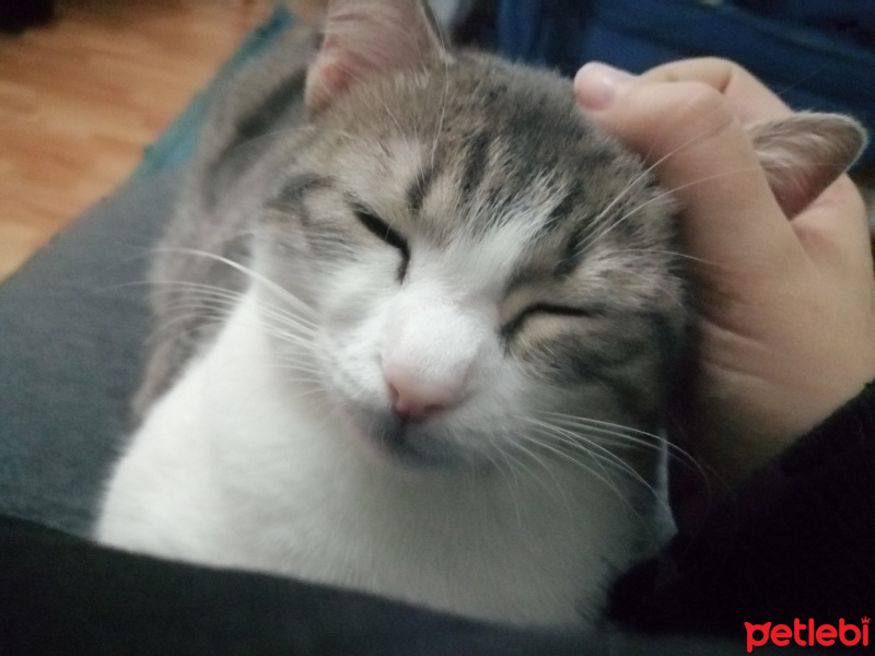 Tekir Kedi, Kedi  Boncuk fotoğrafı