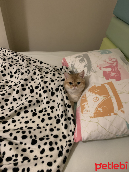 British Shorthair, Kedi  Sarmam fotoğrafı