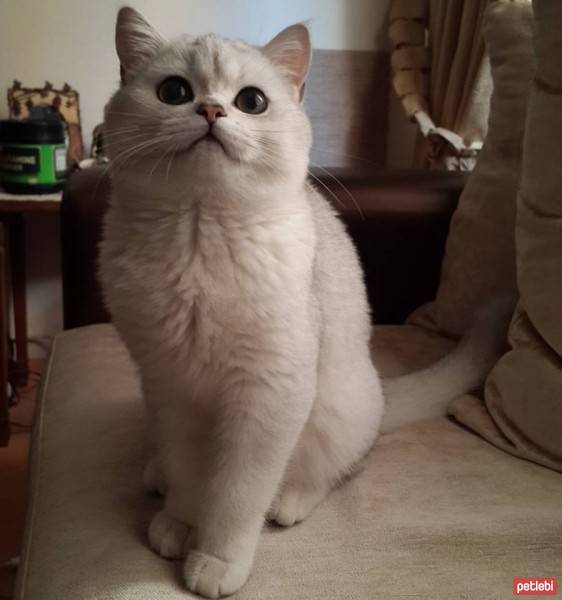 Scottish Fold, Kedi  Dora fotoğrafı