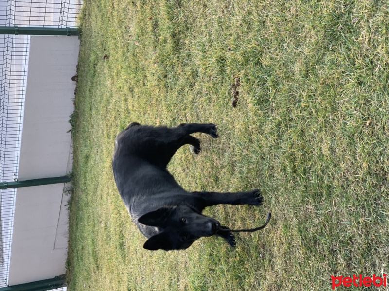 Alman Çoban Köpeği, Köpek  Pars fotoğrafı