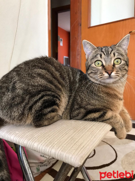 Tekir Kedi, Kedi  Çiço fotoğrafı