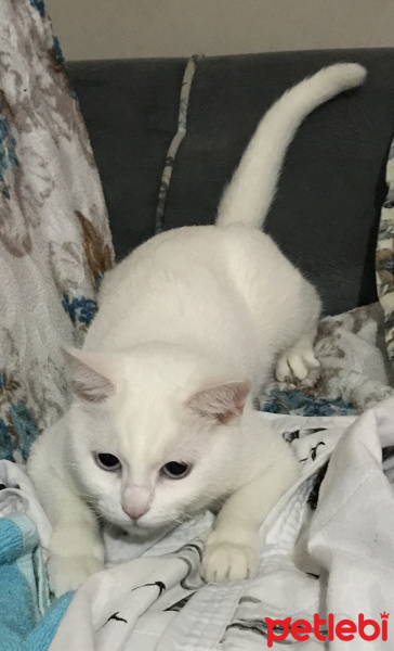 Ankara Kedisi, Kedi  Arya fotoğrafı