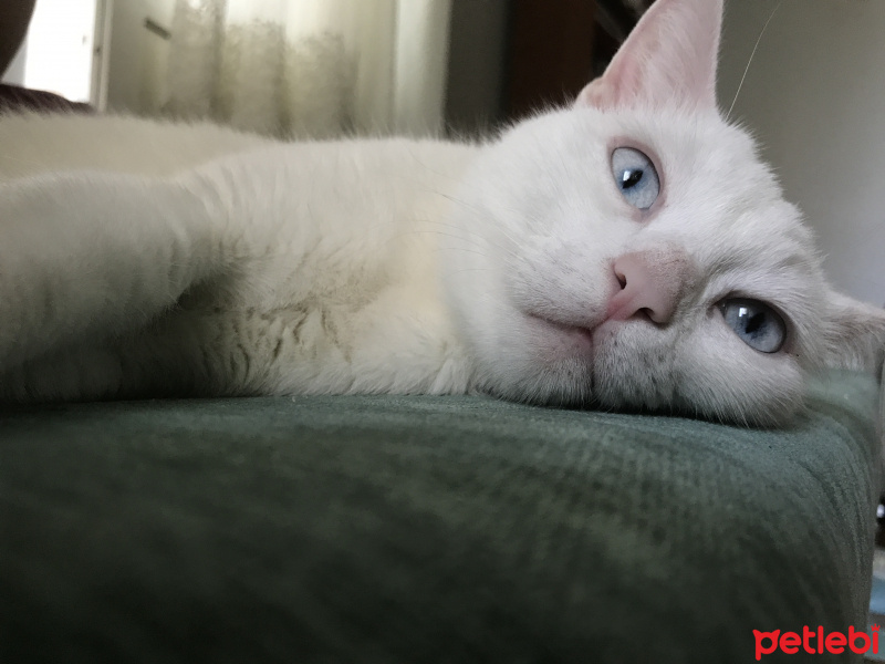 Ankara Kedisi, Kedi  Arya fotoğrafı