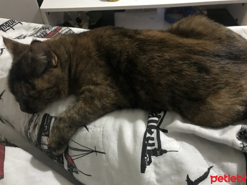Tekir Kedi, Kedi  nazlı fotoğrafı