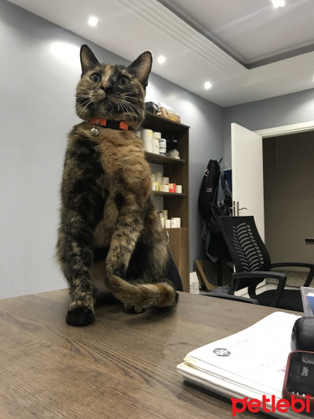 Tekir Kedi, Kedi  Duduş fotoğrafı