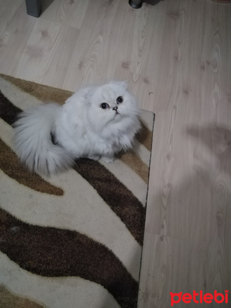Scottish Fold, Kedi  Prens fotoğrafı
