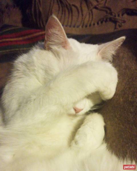 Ankara Kedisi, Kedi  Puff fotoğrafı