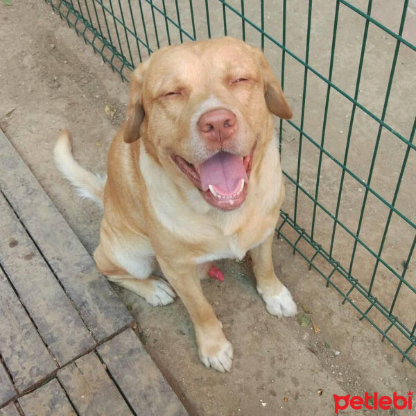 Labrador Retriever, Köpek  Çapulcu fotoğrafı