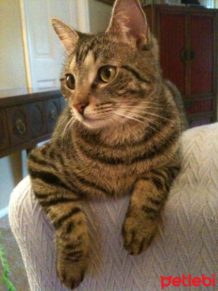 American Shorthair, Kedi  Paşa fotoğrafı