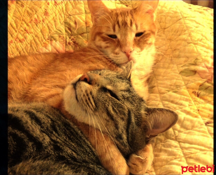 American Shorthair, Kedi  Paşa fotoğrafı