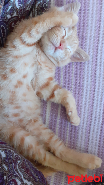 Sarman, Kedi  Şero fotoğrafı