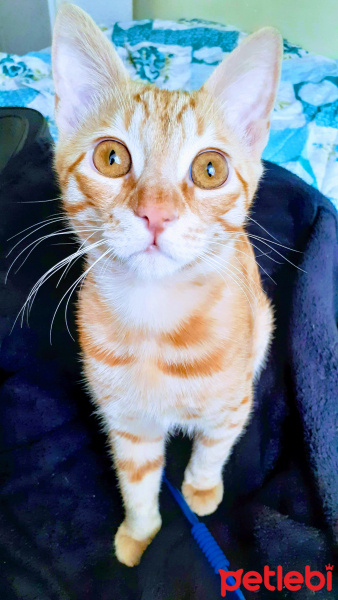 Sarman, Kedi  Şero fotoğrafı