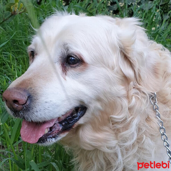 Golden Retriever, Köpek  Dedem fotoğrafı