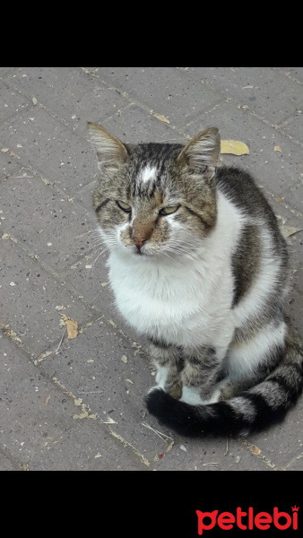 Tekir Kedi, Kedi  şirine fotoğrafı