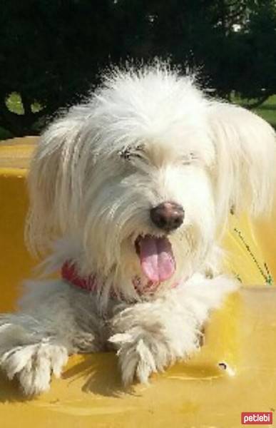 Tibet Terrieri, Köpek  Şirin fotoğrafı