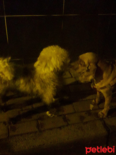 Maltese, Köpek  tarçın fotoğrafı