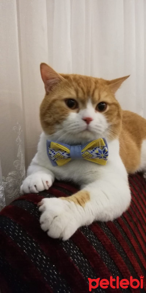 British Shorthair, Kedi  British shorthair fotoğrafı