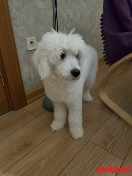 Maltese, Köpek  Barney fotoğrafı