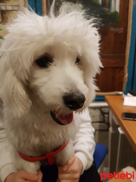 Maltese, Köpek  Barney fotoğrafı