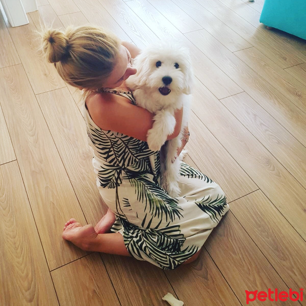 Maltese, Köpek  Barney fotoğrafı