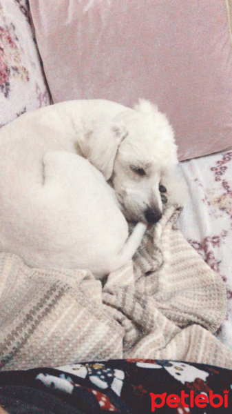 Maltese, Köpek  Barney fotoğrafı
