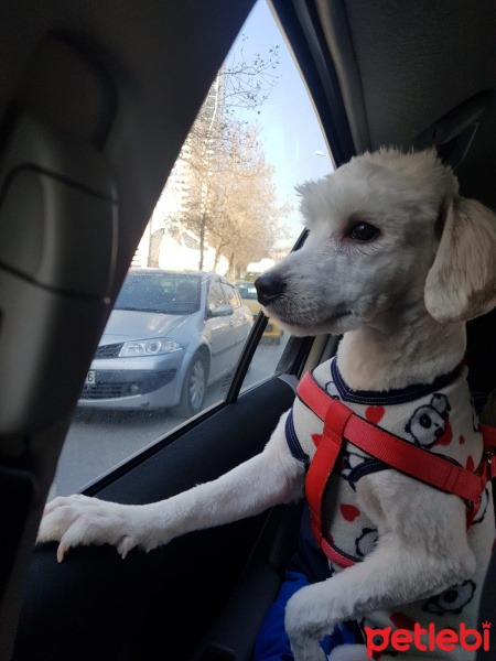 Maltese, Köpek  Barney fotoğrafı