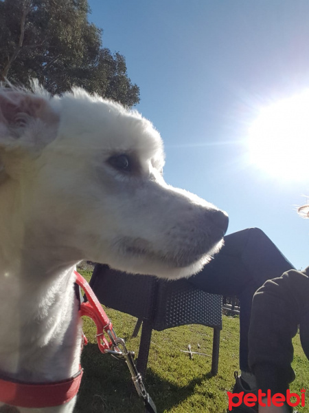 Maltese, Köpek  Barney fotoğrafı