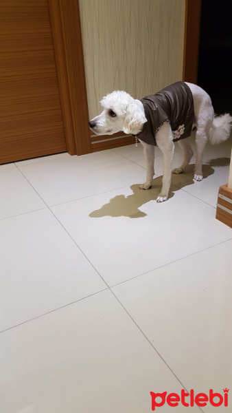 Maltese, Köpek  Barney fotoğrafı