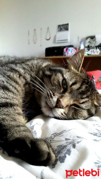 Tekir Kedi, Kedi  Reiz-i Cumhur Mars fotoğrafı
