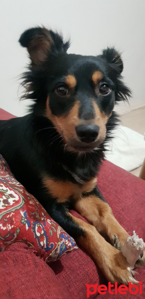 Minyatür Pinscher, Köpek  Nakış fotoğrafı