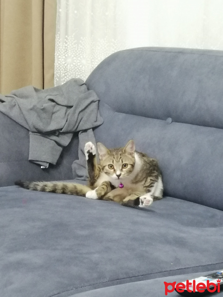 Tekir Kedi, Kedi  Püskül fotoğrafı