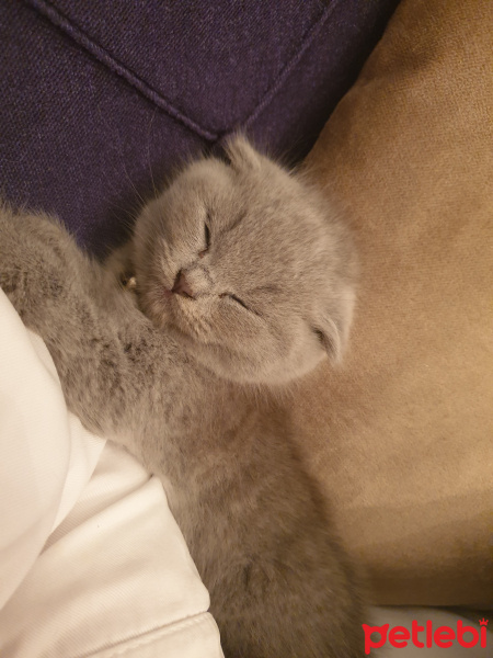Scottish Fold, Kedi  Leya fotoğrafı