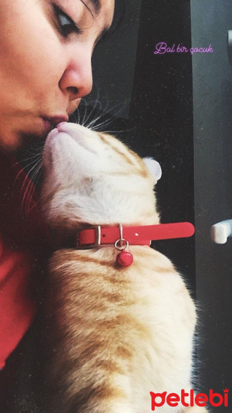 Sarman, Kedi  Şaka fotoğrafı