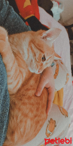 Sarman, Kedi  Şaka fotoğrafı