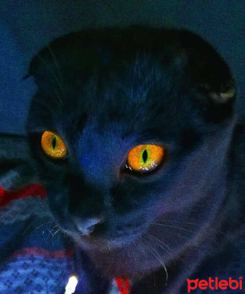 Scottish Fold, Kedi  Victor fotoğrafı