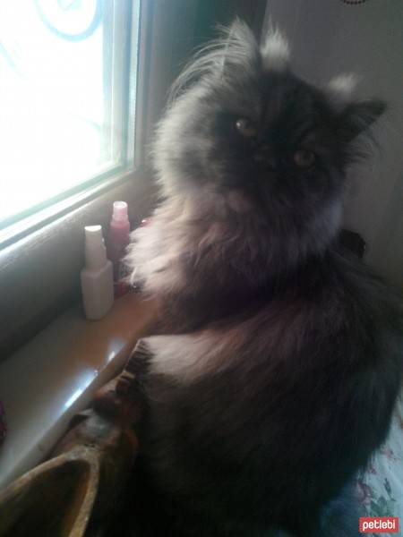 İran Kedisi (Persian), Kedi  romeo fotoğrafı