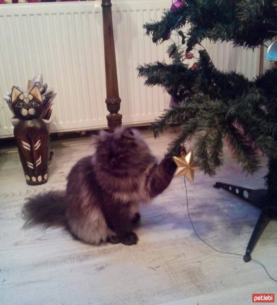 İran Kedisi (Persian), Kedi  romeo fotoğrafı