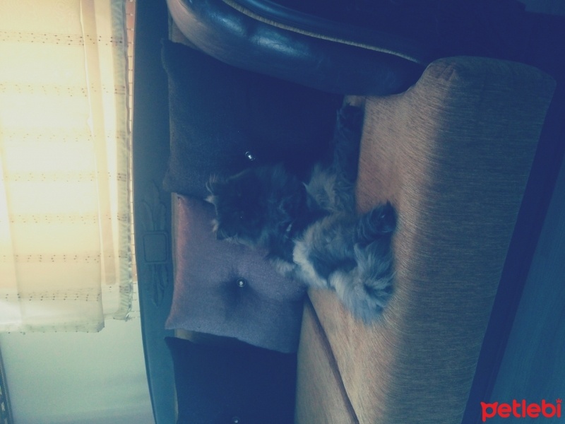 İran Kedisi (Persian), Kedi  romeo fotoğrafı