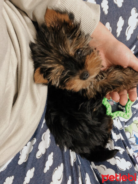 Yorkshire Terrier, Köpek  Shelby fotoğrafı