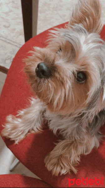 Yorkshire Terrier, Köpek  Shelby fotoğrafı