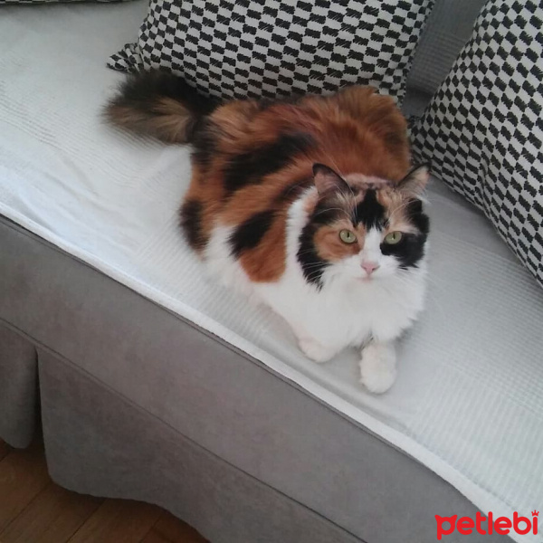 Soke, Kedi  mii fotoğrafı