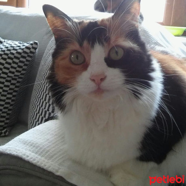 Soke, Kedi  mii fotoğrafı