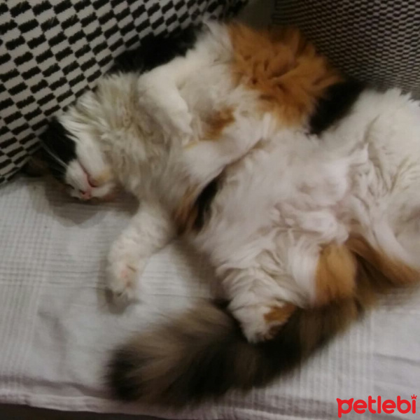 Soke, Kedi  mii fotoğrafı