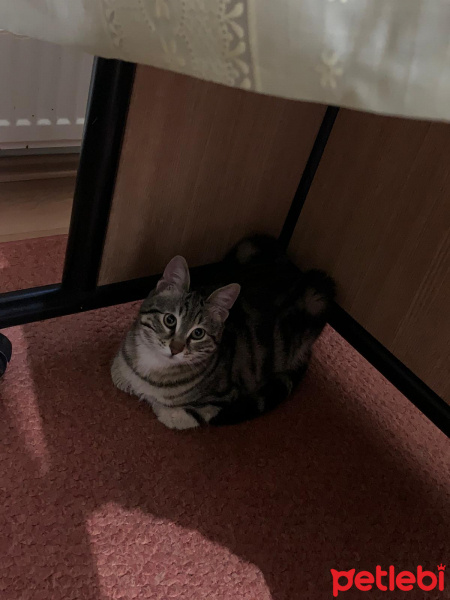 Tekir Kedi, Kedi  helen fotoğrafı