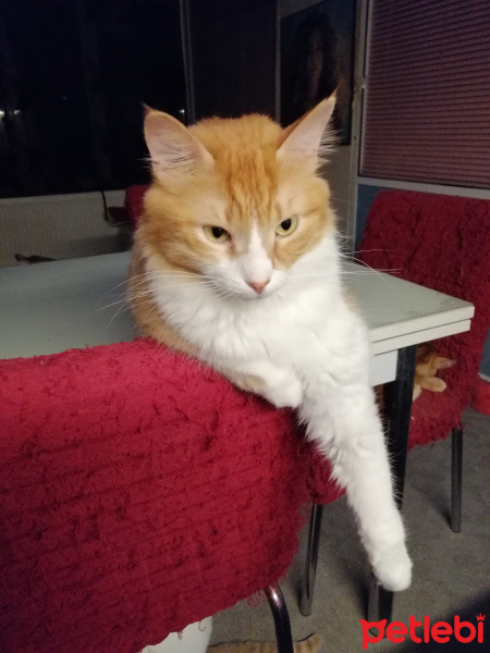 Soke, Kedi  Fırfır fotoğrafı