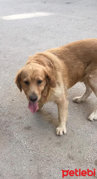 Golden Retriever, Köpek  Paşa fotoğrafı