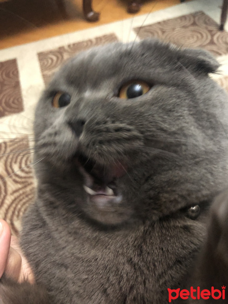 Scottish Fold, Kedi  apti<3 fotoğrafı