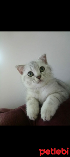 Scottish Fold, Kedi  Kral fotoğrafı