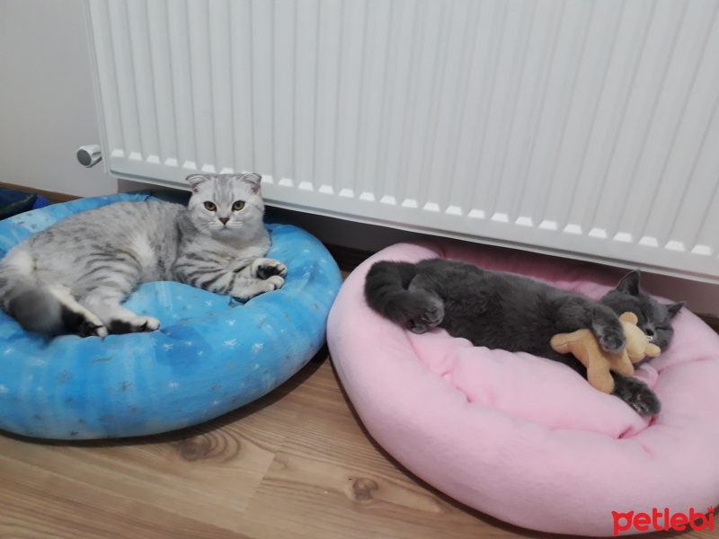 Scottish Fold, Kedi  Kral fotoğrafı